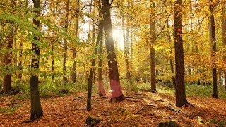 Deep Forest Relaxing Sounds Chillout Mix 2014 [upl. by Runkel]