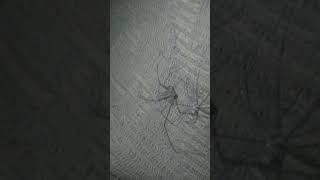 long legs spider 🕸 with old uniform nature spider animals natural inspider naturalbeauty [upl. by Elburr]