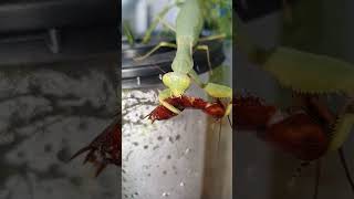 Mantis eating cockroach 3 mantis insect shortsvideo [upl. by Aseneg]