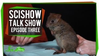 Katherine Cats and a Brushtailed Bettong SciShow Talk Show Episode 3 [upl. by Ambert]