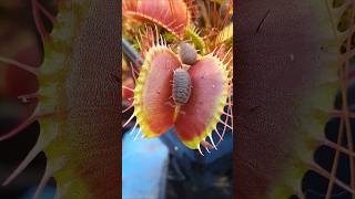 Epic Fail Venus Flytraps vs Woodlice insecteatingplant nature carnivorousplant flytrap [upl. by Sam111]