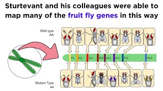 Gene Linkage and Genetic Maps [upl. by Vivianne]