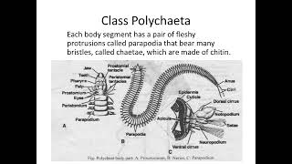 Lecture 6 Acanthocephala Annelida [upl. by Topping]