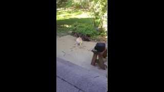 Two Cats Confronting amp Howling  Maine Coon in Slow Motion [upl. by Jarvey]