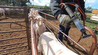 Fathers Day Edition Sheep Work Sunday  Backlining Sheep [upl. by Sesmar]