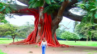 20 Most Unusual Trees in The World [upl. by Aisha993]