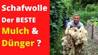 Schafwolle als Mulch amp Dünger im Garten 🐑  Der ultimative Test 👈 [upl. by Elleniad893]