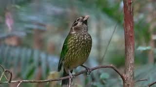 Wildlife of Atherton Tablelands [upl. by Sorodoeht]