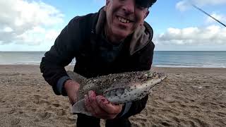 Three Species at Slapton Sands [upl. by Gniliem]