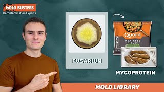 🦠Fusarium  📚Mold Library  Mold Busters [upl. by Attemaj727]