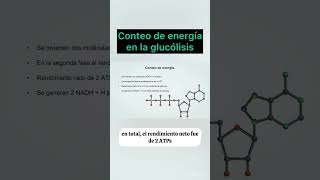 Conteo de energía producida en la glucólisis short greenscreen ciclo biologia [upl. by Henning]