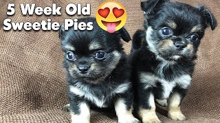 5 week old chihuahuas Puppies OMG  Sweetie Pie Pets [upl. by Bresee]