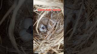 Finch baby hatch finch [upl. by Katzen]