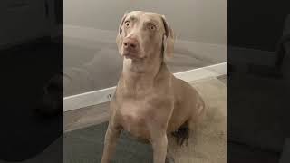 Zelda The WeimaranerLoud Bark Warning [upl. by Freya]