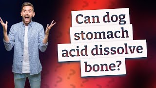 Can dog stomach acid dissolve bone [upl. by Craner]