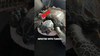 Sea Turtles INFESTED With Tumors 😱 [upl. by Pius]