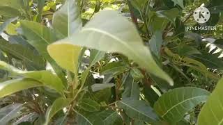 Amazing facts about Pilcan Bori Plant [upl. by Aerehs]