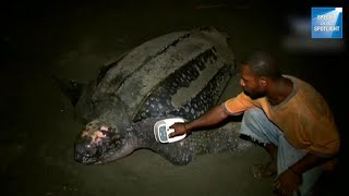 Species in the Spotlight Pacific Leatherback Turtle Recovery [upl. by Attenwad]