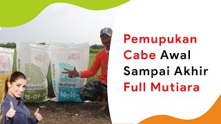 Full Mutiara Kebutuhan Pupuk Cabe Lengkap Dari Awal Sampai Panen [upl. by Della]