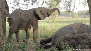 Gorongosa Elephant Viajante has a lie down [upl. by Trembly]