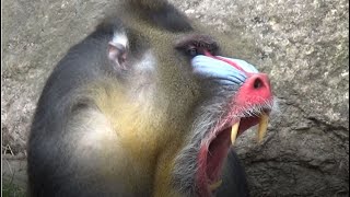 Mandrill Horde  Alpha Male Dominates  Mandrillus sphinx Monkey Video Full HD [upl. by Lezley407]