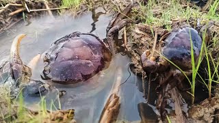 wow amazing fisherman catch a lots of grabs in the field after ring catch a lot of [upl. by Eelegna766]