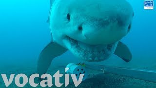 Curious Great White Shark Plays With Underwater Camera [upl. by Hgieloj285]