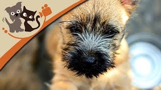 Cairn Terrier  Kleine Kobolde mit großem Talent [upl. by Kiah448]