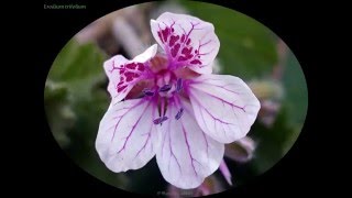 Erodium trifolium de la famille de Geraniaceae [upl. by Andrus]