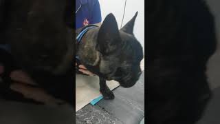 Dog with Brachycephalic Obstructive Airway Syndrome [upl. by Auohs]