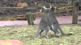 Känguru Paarung  Parung Bei Tieren  Paarung der Tiere [upl. by Yole]