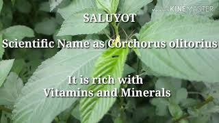 Saluyot Corchorus olitorius Health Benefits [upl. by Enaed800]