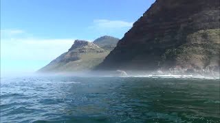 A cruise to Duiker Island from Hout Bay Seal Island Cape Town South Africa [upl. by Aonian39]