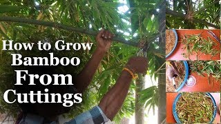 How to Grow Bamboo from Cuttings at Home amp Growing Easy Tips with Bamboo careGREEN PLANTS [upl. by Wearing]