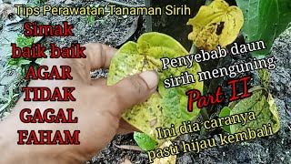 penyebab dan solusi daun sirih menguning [upl. by Aruat]