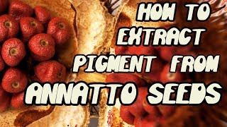 HOW TO EXTRACT PIGMENT FROM ANNATTO SEEDS💯 [upl. by Vashtee]