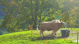 Erlenbach im Simmental  Hinterstockensee amp Oberstockensee [upl. by Jaddo]