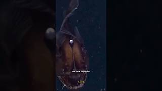 Anglerfish  The Predator with a Glowing lure😱 [upl. by Coffee6]