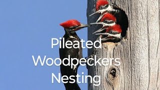 Pileated Woodpeckers Nesting pileatedwoodpecker woodpeckerbird [upl. by Garrick998]