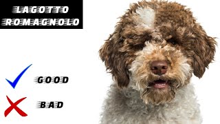 Lagotto Romagnolo Pros and Cons [upl. by Imre963]