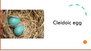 Cleidoic Egg  Amniotic Egg  Developmental Biology  MSc  BSc  CSIR net [upl. by Ange]