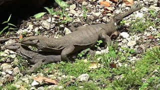 Mating pair of Clouded Monitor Lizards Varanus Nebulosus [upl. by Ayamahs]