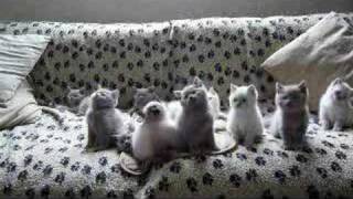 la danse des chatons [upl. by Cirre]