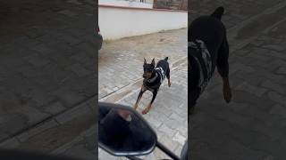 Doberman motor ile yarışıyo ❤️😂 köpek doberman dog dobermanlove [upl. by Owain]