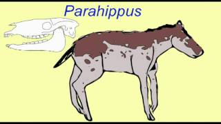 HORSE EVOLUTION Parahippus [upl. by Johanan139]