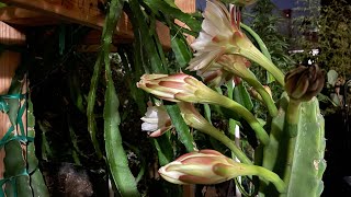 Pollinating the Peruvian Apple Cactus Flowers  Abah Garden in Las Vegas [upl. by Tower]