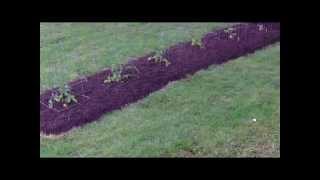 Hardwood Mulch On a Tomato Garden  Its a New Planting Area [upl. by Woods927]