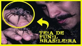 ARANHA TEIA DE FUNIL brasileira [upl. by Winton163]