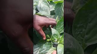 Why does bell pepper plant needs support [upl. by Roht]