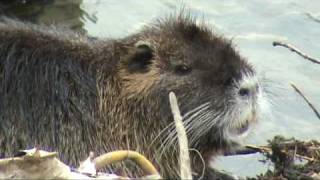 Nutrija pri popoldanskem počitku Nutria taking a nap [upl. by Limaa554]